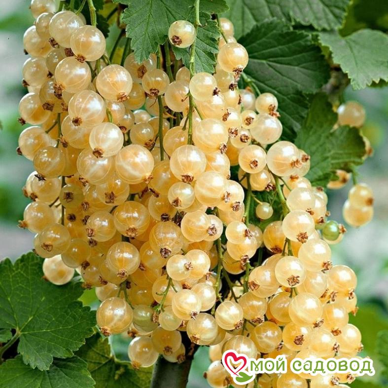 Белая смородина Императорская