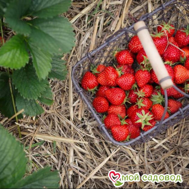 Клубника Эльсиноре