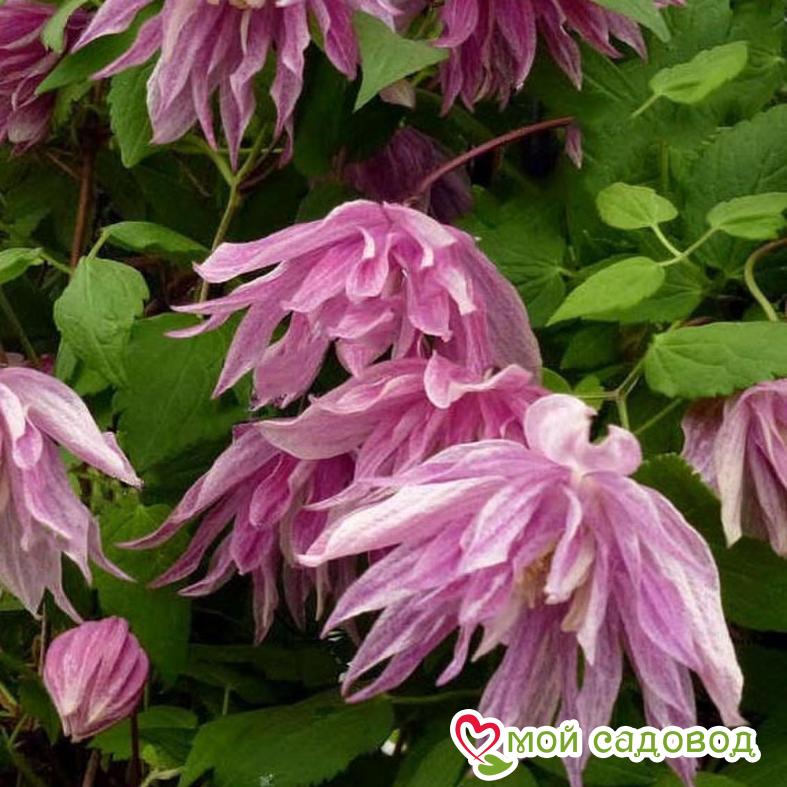 КЛЕМАТИС БАЛЕТ СКЕТ