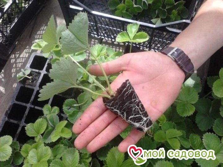 Клубника Баунти